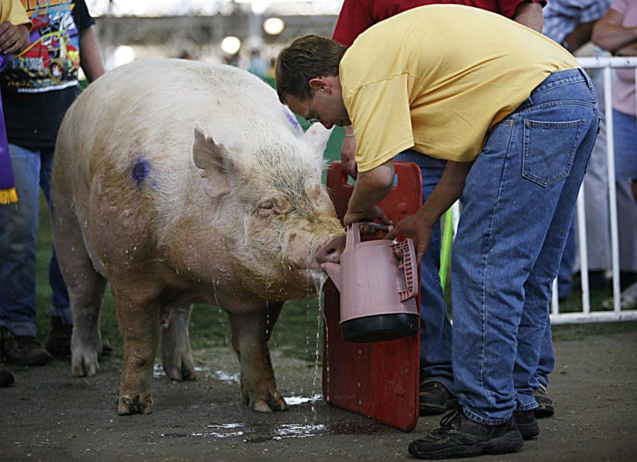 Jeff Cormaney, of Webster City, gives his yorkshire boar Freight Train a drink of water after it won the big boar contest, Thursday, at the Iowa State Fair in Des Moines. The boar weighed a record 1,259 pounds. (AP Photo/Charlie Neibergall)