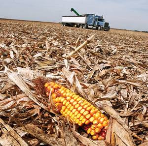 An ear of corn is missed during harvesting near Sherman, Ill., Friday, Sept. 19, 2008. A farming season that once appeared to be doomed by the weather has turned out pretty good for Midwest soybean and corn crops. (AP Photo/Seth Perlman)