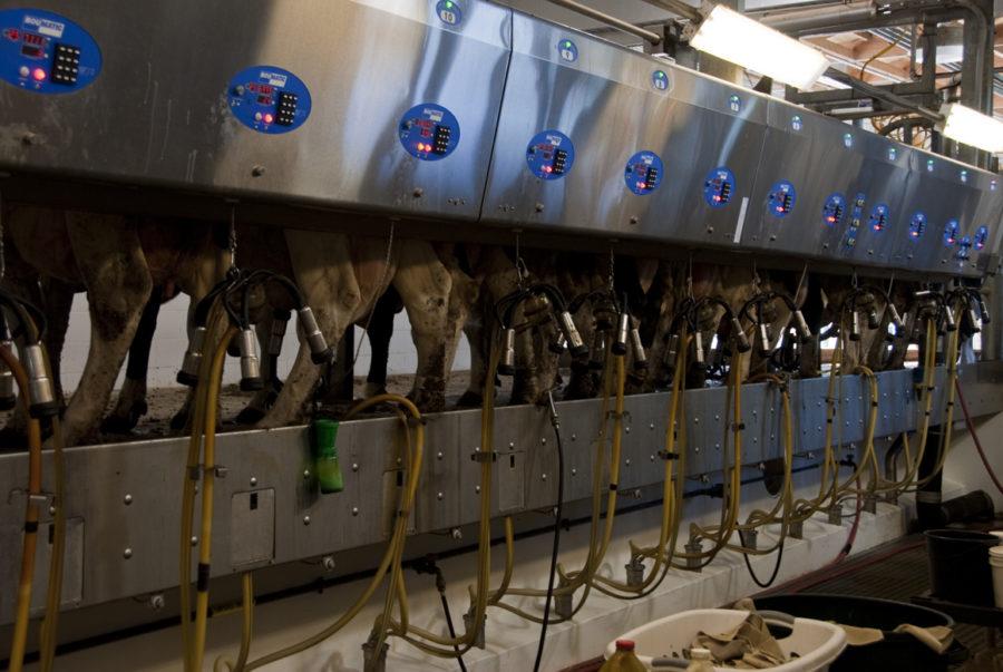 The Dairy Month celebration took place Friday at the ISU Dairy Farm. All the machines in the milking room are automatic and will detach from the cow when done milking.