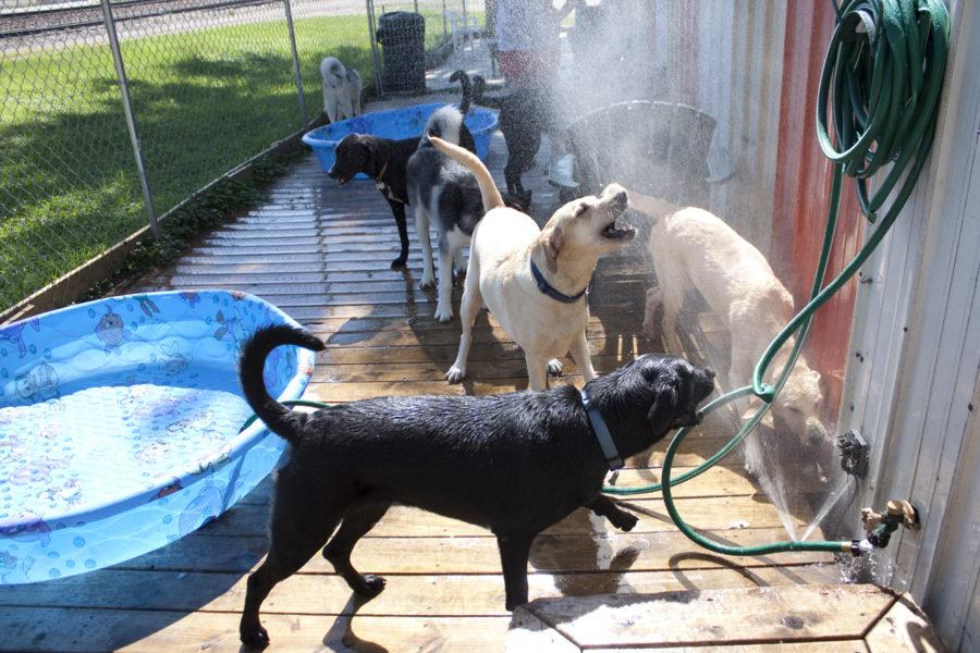 Several dogs gather and play around a hose and a couple of pools outside Paws Playhouse. The doggy day care is owned by Jolie Shepherd and also offers boarding and grooming services, as well as training sessions.