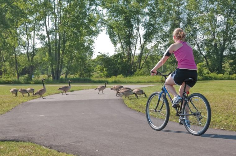 A+cyclist+rides+past+a+group+of+geese+Wednesday+at+Ada+Hayden+Park.