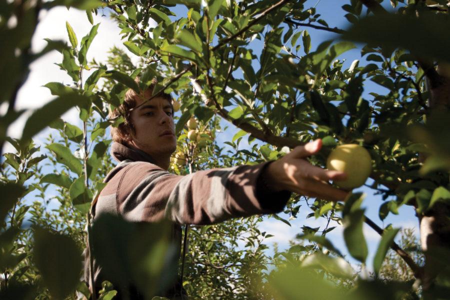 Jacob Van Patten, sophomore in world languages and cultures, picks apples at the Horticulture Research Station on Friday, Sept. 24. The apples are just one of the many fruits and vegetables that are grown at the station as part of the research that is conducted there.