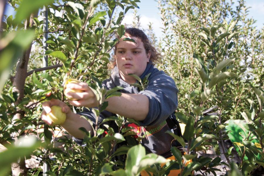 Kari Vrba, ISU alumna, picks apples at the Horticulture Research Station on Friday, Sept. 24. The apples are just one of the many fruits and vegetables that are grown at the station as part of the research that is conducted there.