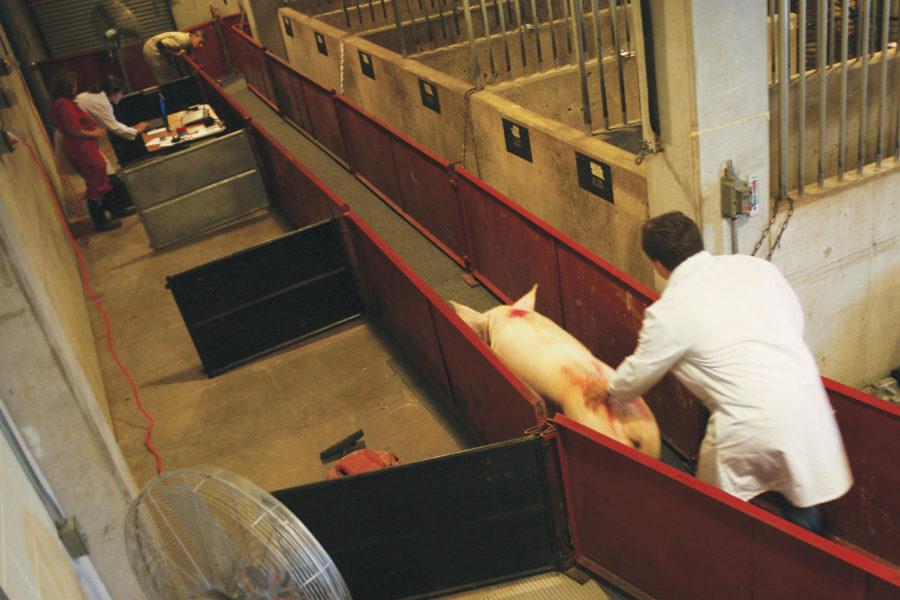 Clay McGargill, fourth year veterinary medicine, directs a sow down the walkway in the Swine Intensive Studies Lab. The walkway has sensors on the floor that record how the sow walks to determine if it has a lameness issue due to such factors as sore feet or legs.