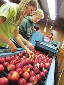 Kellie Walters, left, sorts apples in preparation for the Fall Festival. 