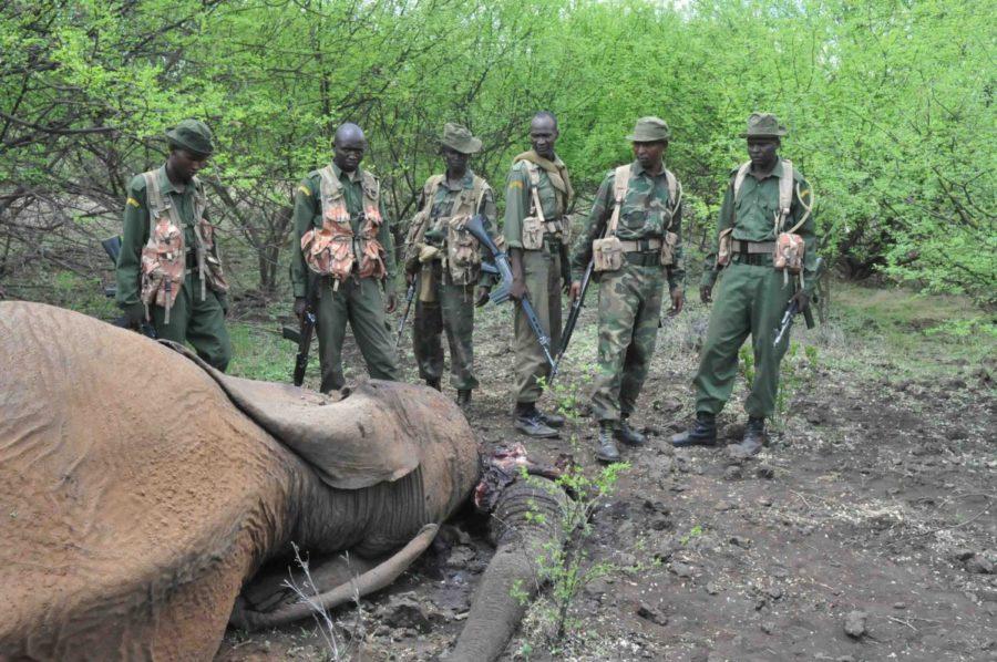 Kenya Wildlife Service rangers pose next to the elephant carcass killed by the poachers.

 

