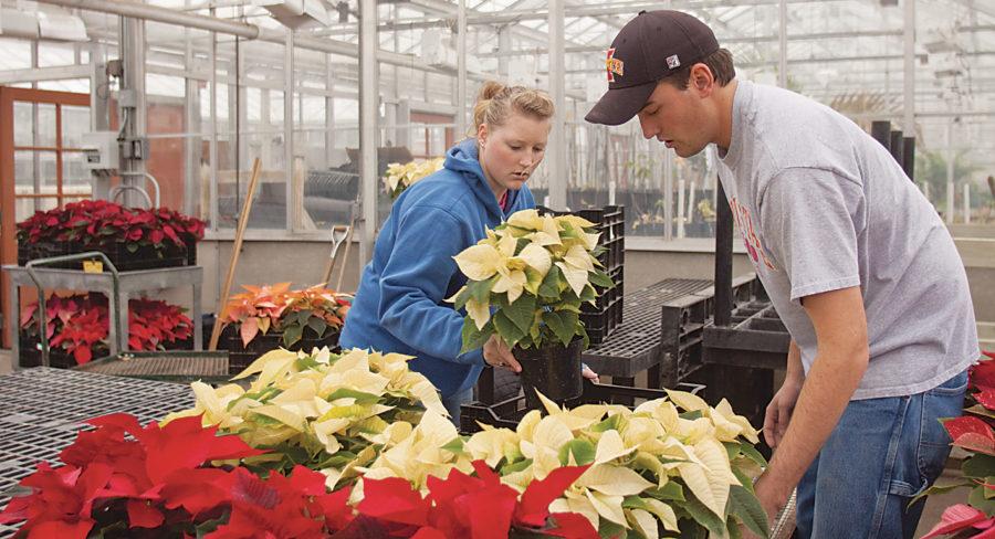Peggy Johnson, sophomore in horticulture, and Jacob Petersen, junior in animal science, arrange poinsettias on tables in the Forestry Greenhouse on Monday. Due to the reconstruction of the horticulture greenhouses, the Horticulture Club relied on Central Iowa Floral out of Sheldahl to grow the plants for their annual sale. The sales run through Saturday. 