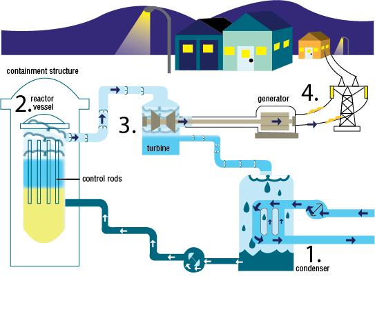 (1) Condenser: water is recycled and pumped from the condenser to the reactor vessel (2) where the water heats up [from the uranium that is enriched and converted into pellets, which are then stored in the control rods] and is converted into steam, the steam is then transferred to the the turbine (3) the steam moves the turbine which then powers the generator (4) to produce electricity.