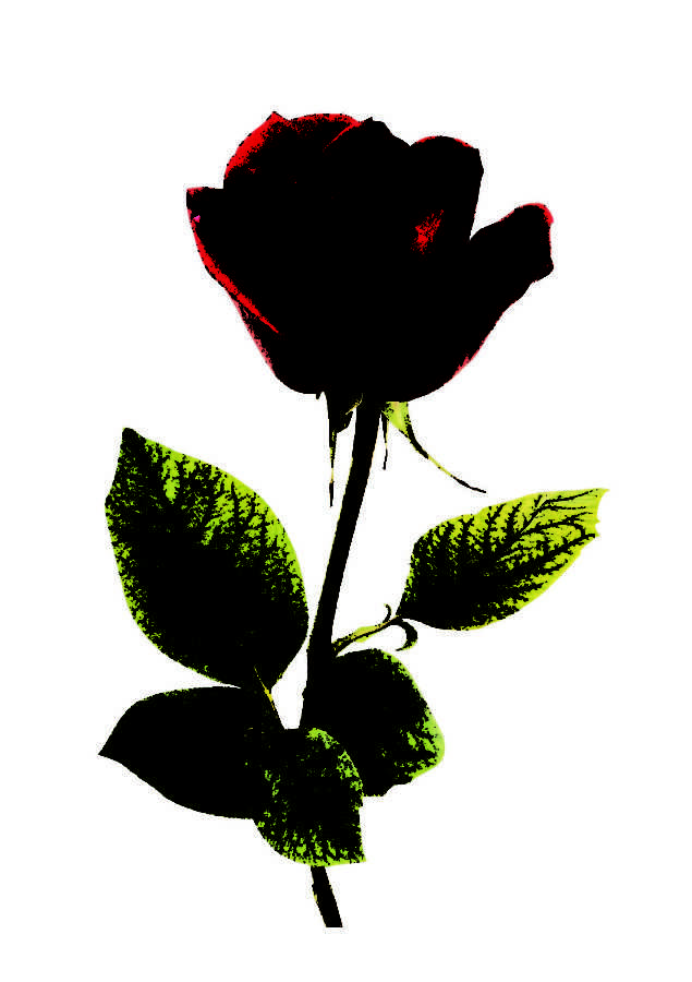 Red+rose