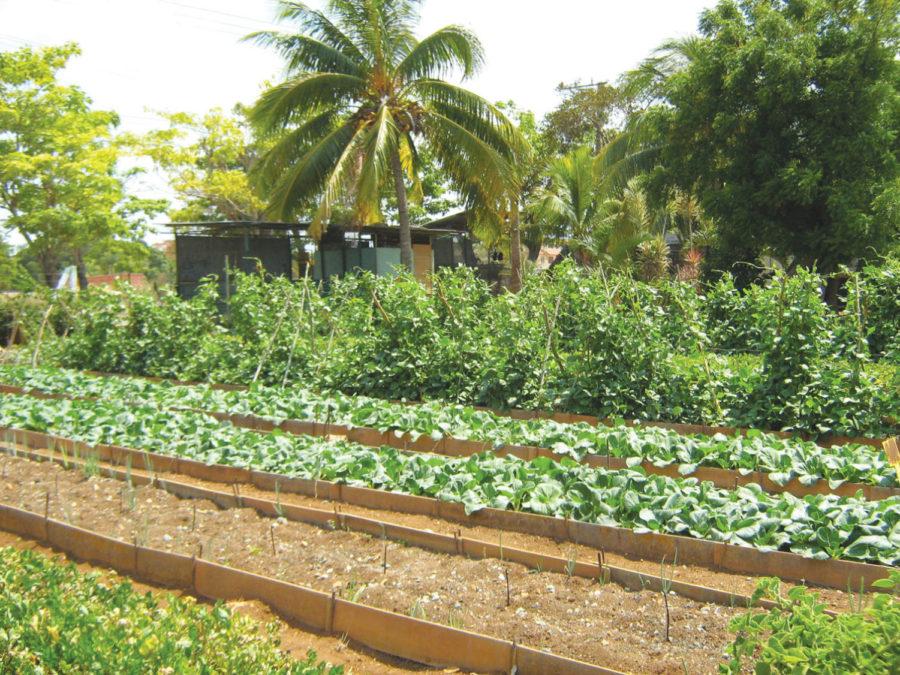 Cuba has moved from modern conventional agriculture to organic production, due to the lack of petroleum, fertilizers and other resources.