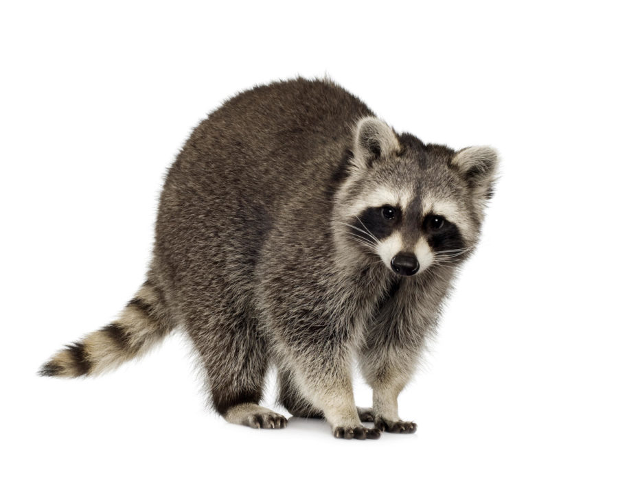 According to the Ames Animal Shelter and Services Division, many
callers have reported seeing sick raccoons walking feebly around
Ames. These raccoons have tested positive for canine distemper.
Humans are not at risk for catching the virus, but unvaccinated
dogs can be infected. 

