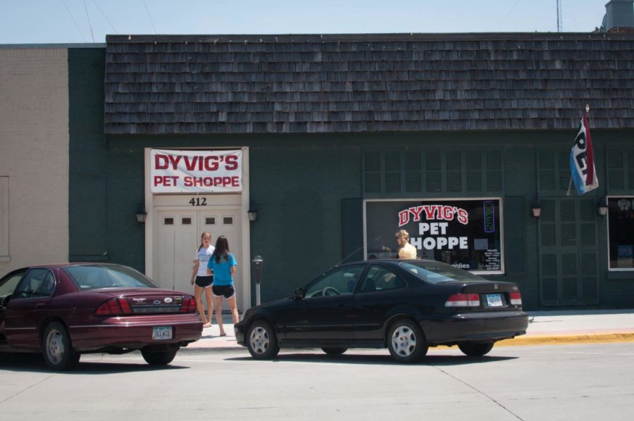 At Dyvigs Pet Shoppe, located on Burnett Avenue, students can
buy animals like chinchillas, hamsters, fishes, birds, dogs and
cats to keep them company. Another place for students to go to for
pets is The Ark Pet Shop, located on Hayward Avenue. 

