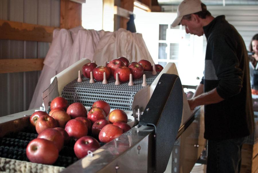 Maury Wills, owner of Wills Organic Farm in Adel, uses a
custom-built machine to clean and sort apples his family grows at
their organic orchard. The family operates a store that sells
apples, cider and a variety of other organic products they
produce.
