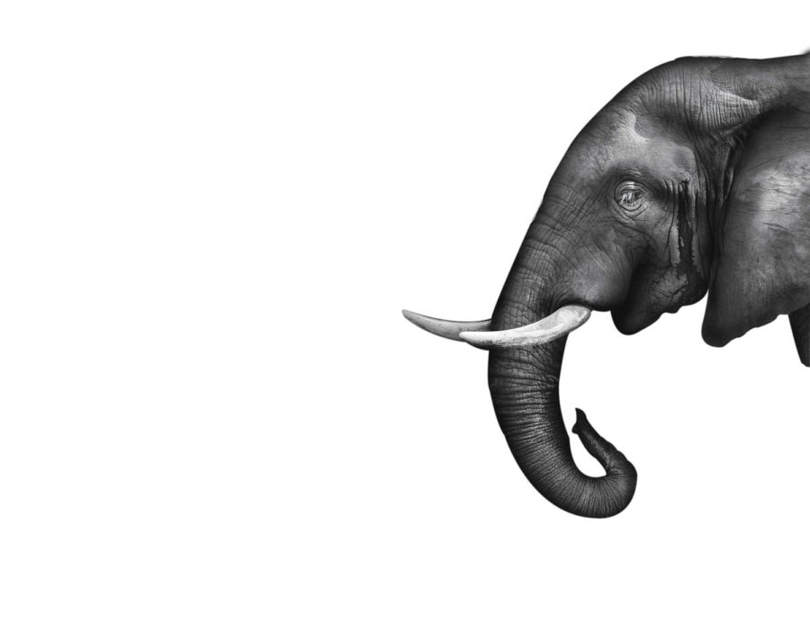 Elephant
