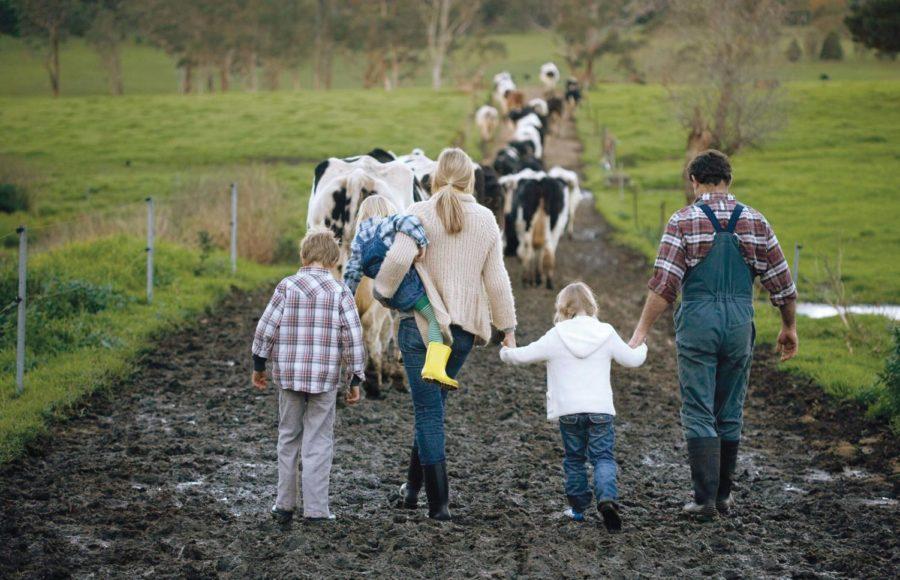Family with three children (3-9) walking on muddy road, cows in
background, rear view
