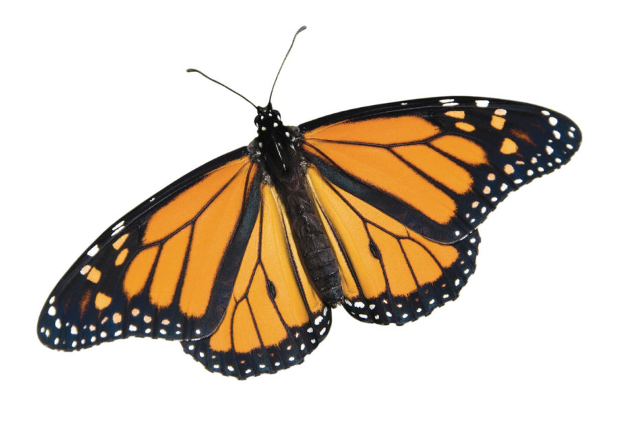 Research shows that the monarch butterfly population is declining. 
