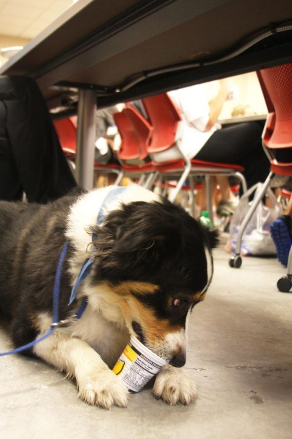 Rocky, an Australian shepherd, licks out the leftovers of his owner's yogurt after the SCAVMA Scamper 5k and 10k run/walk, which took place Saturday, April 14, at the Veterinary Medical Center. Participants brought along their dogs to help raise money for the Josh and Friends charity, which helps children in the hospital.
