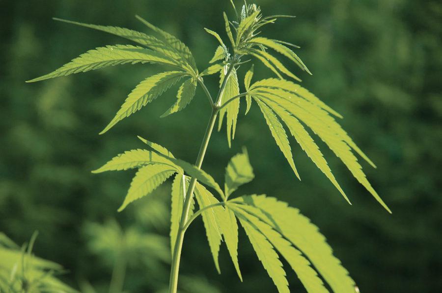 Growing hemp, a member of the same family as marijuana, is illegal in the United States, despite the fact it has no psychoactive properties.  Hemp products, however, can be imported and sold legally within the United States.
