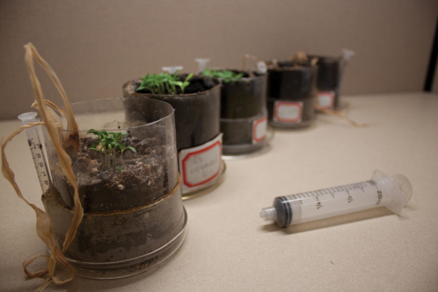 Various vegetables grow in biochar in the Biorenewables Research Lab on Monday. Agricultural byproducts such as corn stover can be burned down into biochar, a valuable fertilizer that can improve food production in areas with poor soil.
