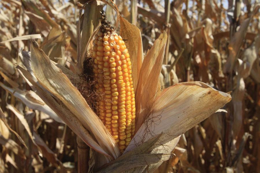 The latest government crop yield predictions give grain farmers optimism as the harvest season reaches its peak in Iowa, corn and soybean experts said this week at Iowa State.
