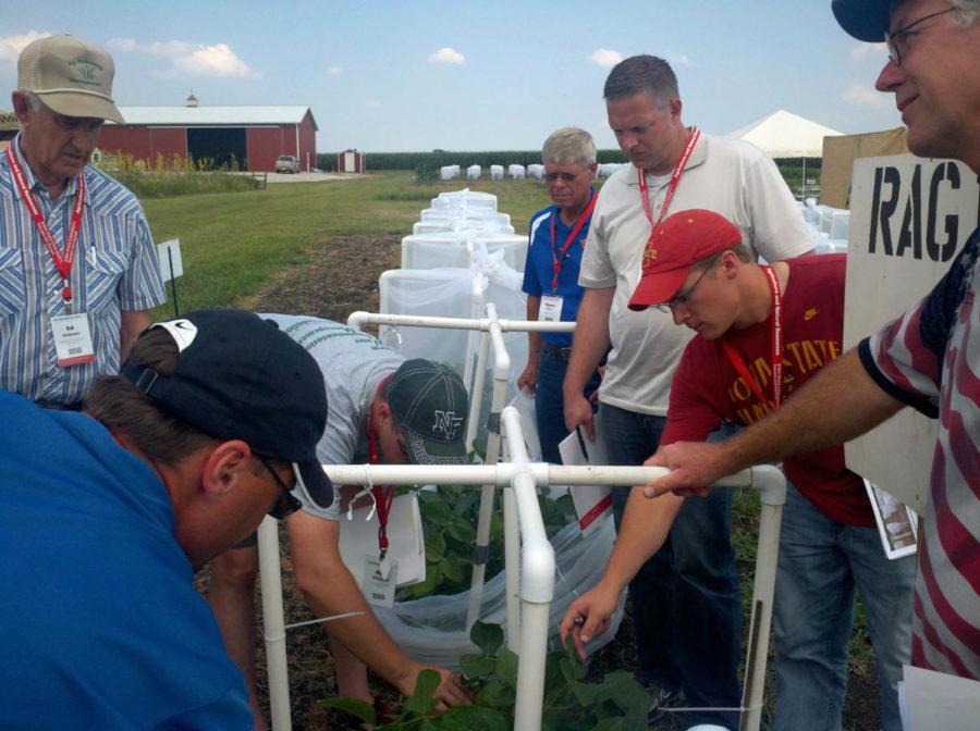 Farmers and agronomists look at soybean aphids.

