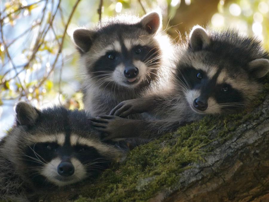 Raccoon+on+campus+have+taken+a+small+toll+on+Facilities+Planning+and+Management%2C+which+has+49+incident+reports+involving+control+of+the+furry+critters.%0A