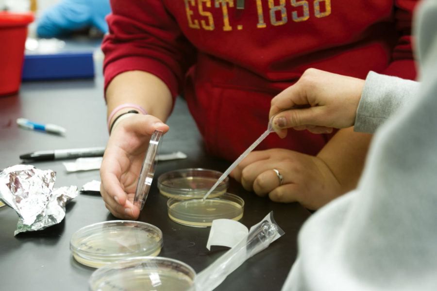 Amy Horras and Taylor Smith, both seniors in agriculture education, place drops of a bacteria culture into agar plates as part of a gene transformation experiment.
