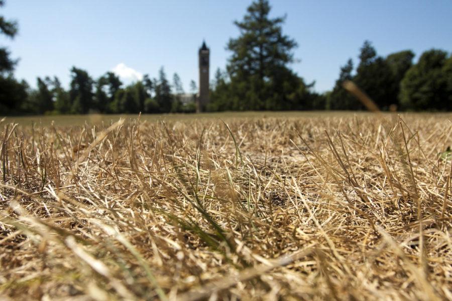 The grass of Central Campus has been affected by this summers heat and drought.
