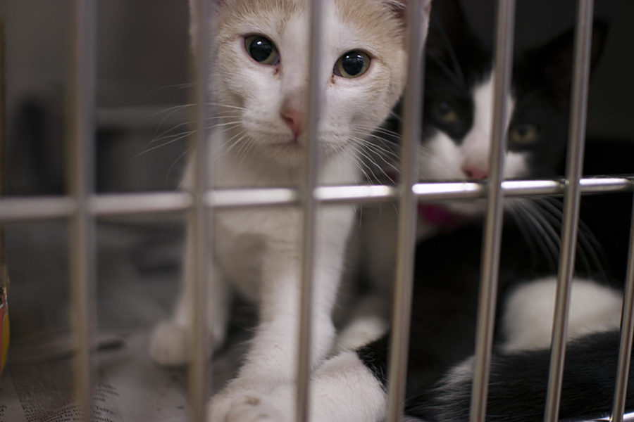 A couple playfrul kittens melt hearts at Ames Animal Shelter. Felines are only kittens for 2 percent of their lifetime.
