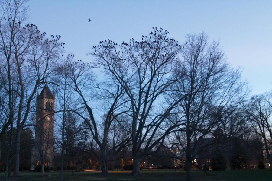 Facilities Planning and Management works to control the pest population on Iowa States campus. Right now, several methods are in use to scare away the crows that try to inhabit the trees of Iowa State through the winter. 
