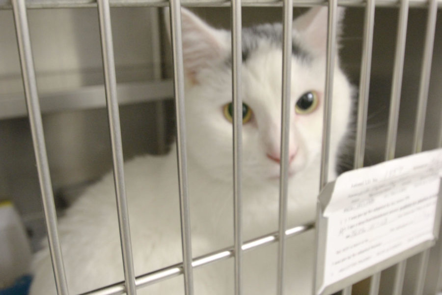 A cat sits in her cage at the Ames Animal Shelter on Jan. 15.
