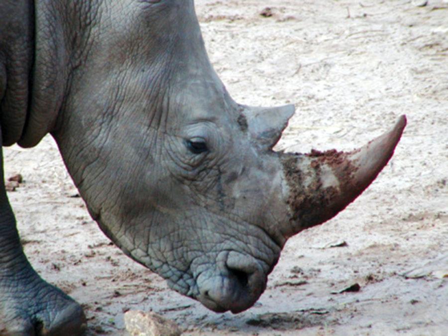 The rhinoceros is becoming endangered due to poaching.  Poachers sell rhinoceros horns, which are used for medicine and ornaments.
