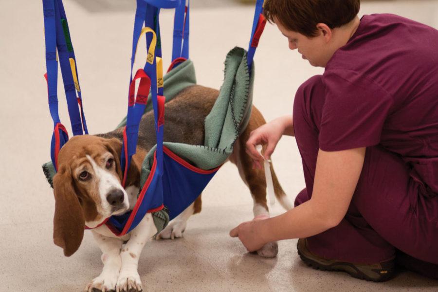 Canines+during+a+rehab+therapy+session+at+the+Canine+Rehab+Center.+Canine+Rehab+Center+is+at+the+small+animal+hospital+at+the+college+of+Veterinary+Medicine+on+November+1%2C+2011.+A+fourth+year+Veterinary+Medical+student+working+with+a+dog+named+Lily+at+the+Canine+Rehab+Center+in+the+small+animal+hospital+at+the+college+of+Veterinary+Medicine.+Lily+is+put+in+an+hoist+that+allows+her+to+move+around+because+she+cannot+walk+on+her+own.%0A