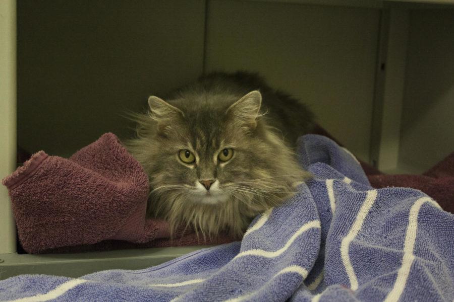 Maddies Fund helps shelter animals stay healthy and become more adoptable, like Mimi, a homeless cat staying at the Ames Animal Shelter.
