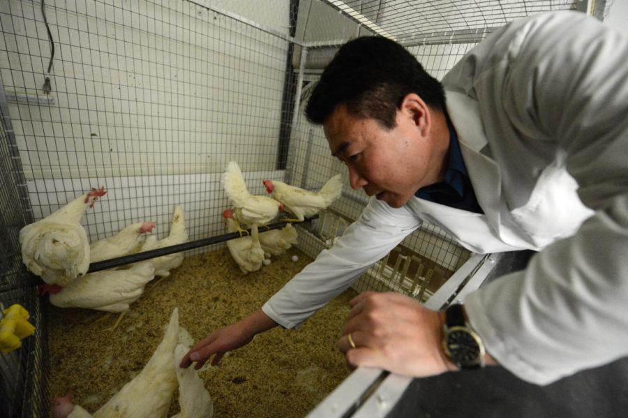 Hongwei Xin, professor of agricultural & biosystems engineering, reaches in for eggs produced by chickens in the lab on March 7.
