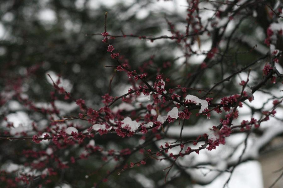 Snow clings to redbud branches on the morning of May 2, 2013.
