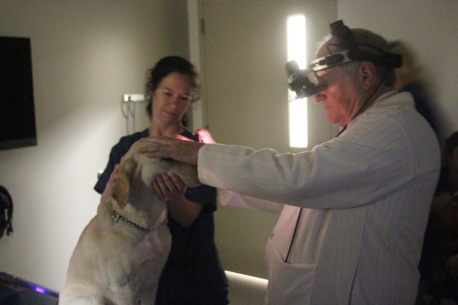 One of the Gurganuss dogs gets a check up during the National Service Dog Eye Exam event. The event is put on annually for service dogs by the American College of Veterinarian Ophthalmologists.
