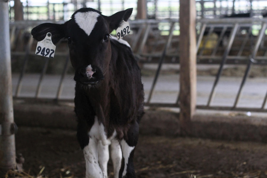 A holstein calf located in the 2-8 month old Heifer Barn at the ISU Dairy Farm on June 7, 2013.