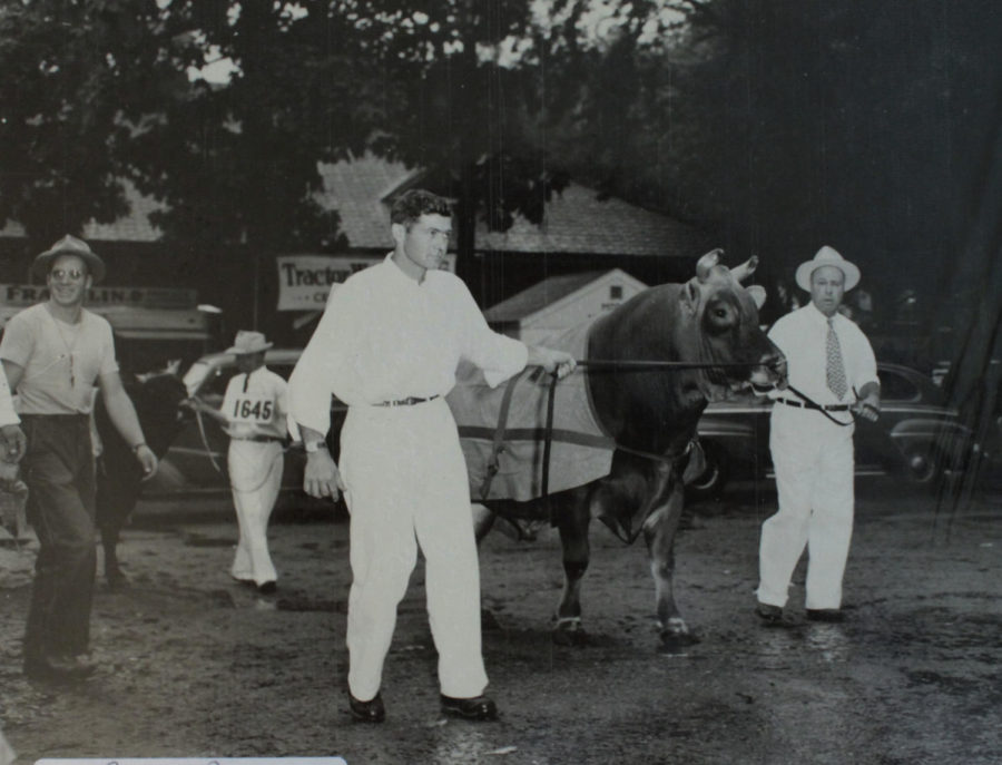 Clifford Sams, center, and his father, right, walk one of their cows at the Iowa State Fair in the late 1940s.
