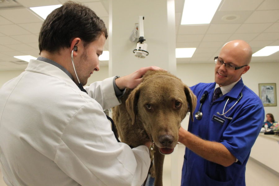Ryder, an 8-year-old Chesapeake Bay Retriever, is being examined by veterinarian Andrew Barker with assistance from Iowa States veterinary student Aaron Larsen.