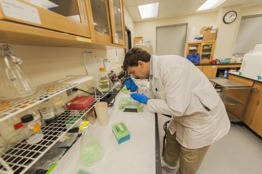 Chris Tuggle works on genetics research in the Kildee Hall. He was selected as a co-coordinator of the U.S. Swine Genome Coordination Program, along with Cathy Ernst, of Michigan State. 