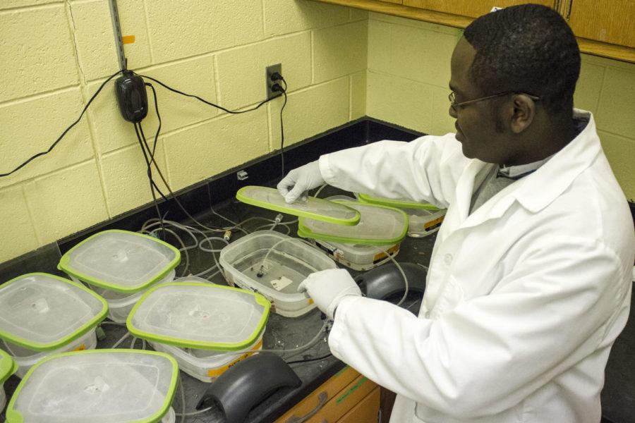 Dr. Prince Agbednu, one of the main researchers on work of fighting Schistosomiasis — an infection from parasitic worms, is tending to the snails infected by the parasites. Agbednu’s jobs include tending to the specimen, ensuring they’re fed, and controlling the temperature of the room.