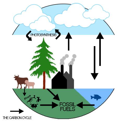 Carbon is a major element that surrounds us. The arrows show the cycle of the carbon element on the earth.
