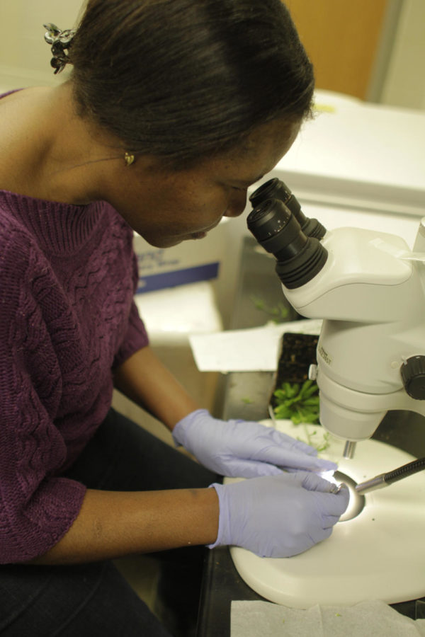 Micheline Ngaki, postdoc research associate for agronomy professor Madan Bhattacharyya, works on cross-pollinating two soybean plants. Bhattacharyya is leading a team of researchers in a program to research the fungus that causes Sudden Death Syndrome in soybean plants.