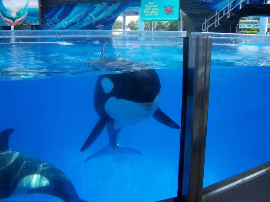 opinion: whales in captivity