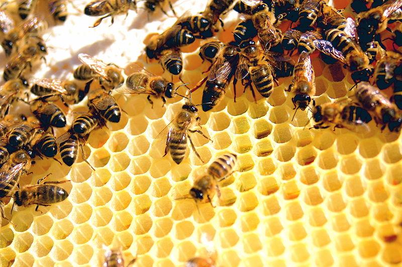 The results of a bee’s work are all things that both humans and animals need in order to survive. Without the help of bees, life would almost be nonexistent.
