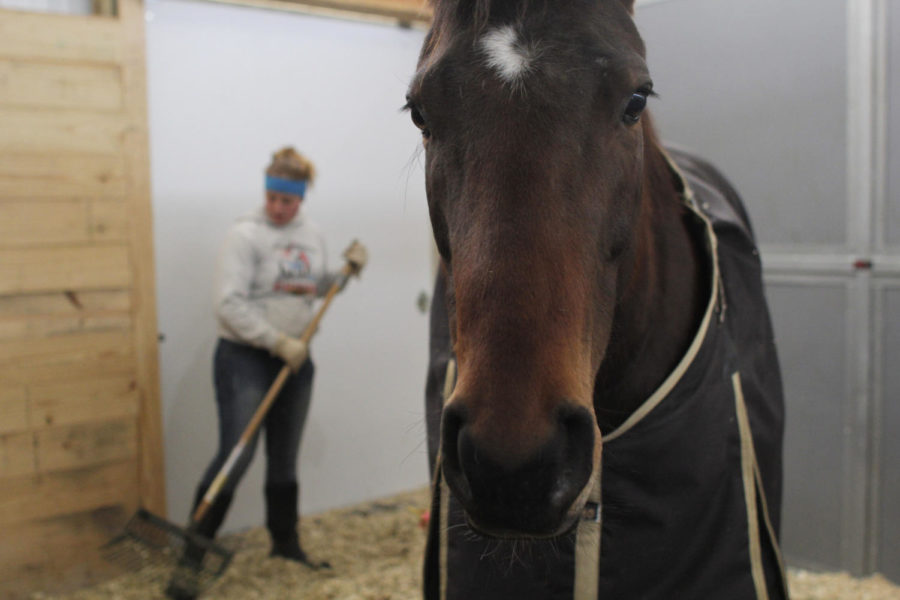 Lauren Messina, senior in animal science, cleans up Banshees stall at the new equine learning center south of campus.