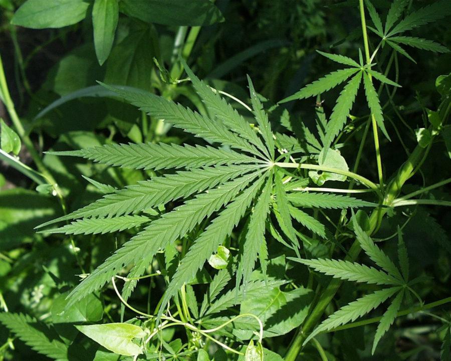 Editorial: Steps towards medical marijuana good