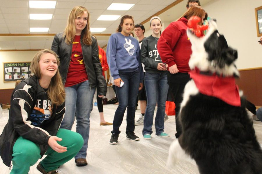 Samantha Brink, sophomore in animal science, tosses a toy to Motion, a 9-year old border collie, during IRHAs Residence Hall Week. Students trudged through the rain and took a break from classes to enjoy playing with several trained therapy dogs in Linden Hall on April 23.