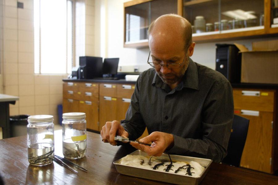 Dean Adams, a professor at Iowa State, examines the Appalachian salamander species in his research laboratory on March 31, 2014. Adams has noted shrinking in the salamanders, who have lost an average of 7 percent of their body size in recent decades.
